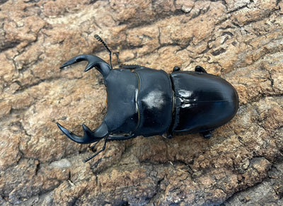 インドグランディスオオクワガタ