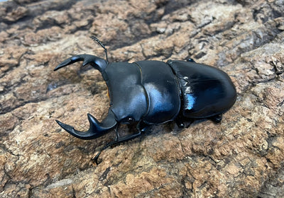 インドグランディスオオクワガタ