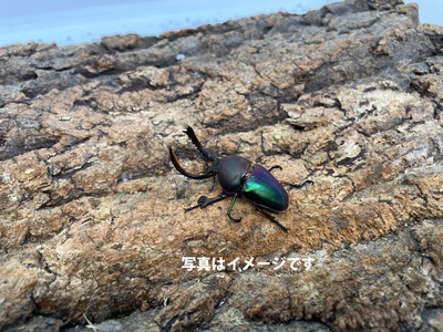 【幼虫】パプアキンイロクワガタ