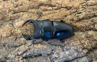 インドグランディスオオクワガタ