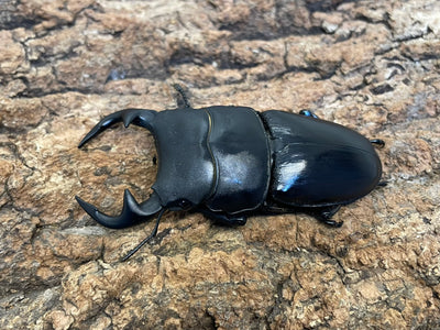 インドグランディスオオクワガタ