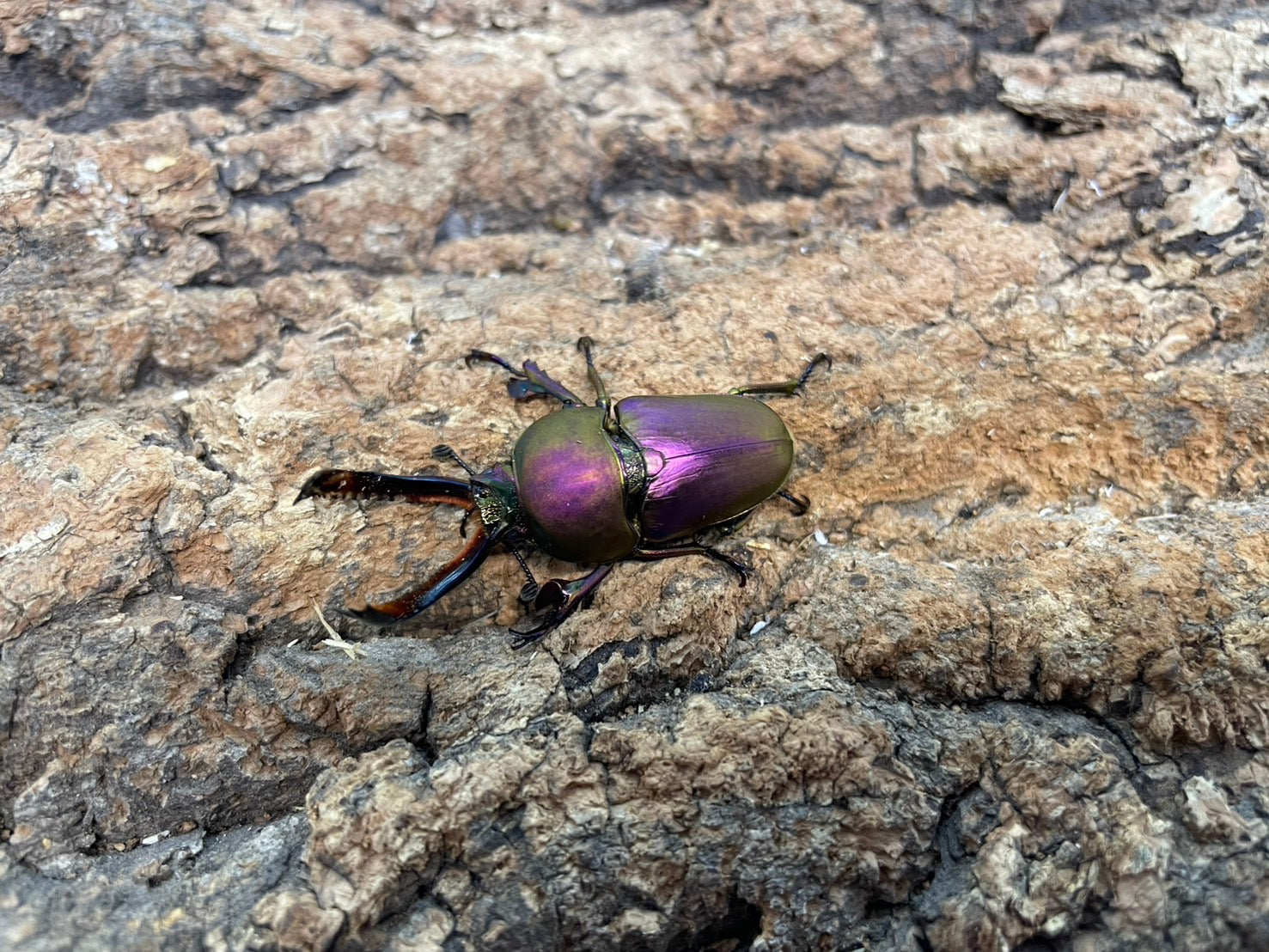 パプアキンイロクワガタ – INSECT SHOP KMY