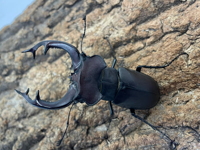 ユダイクスミヤマクワガタ