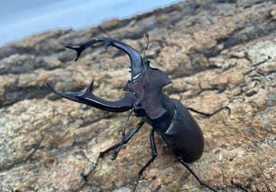 ユダイクスミヤマクワガタ