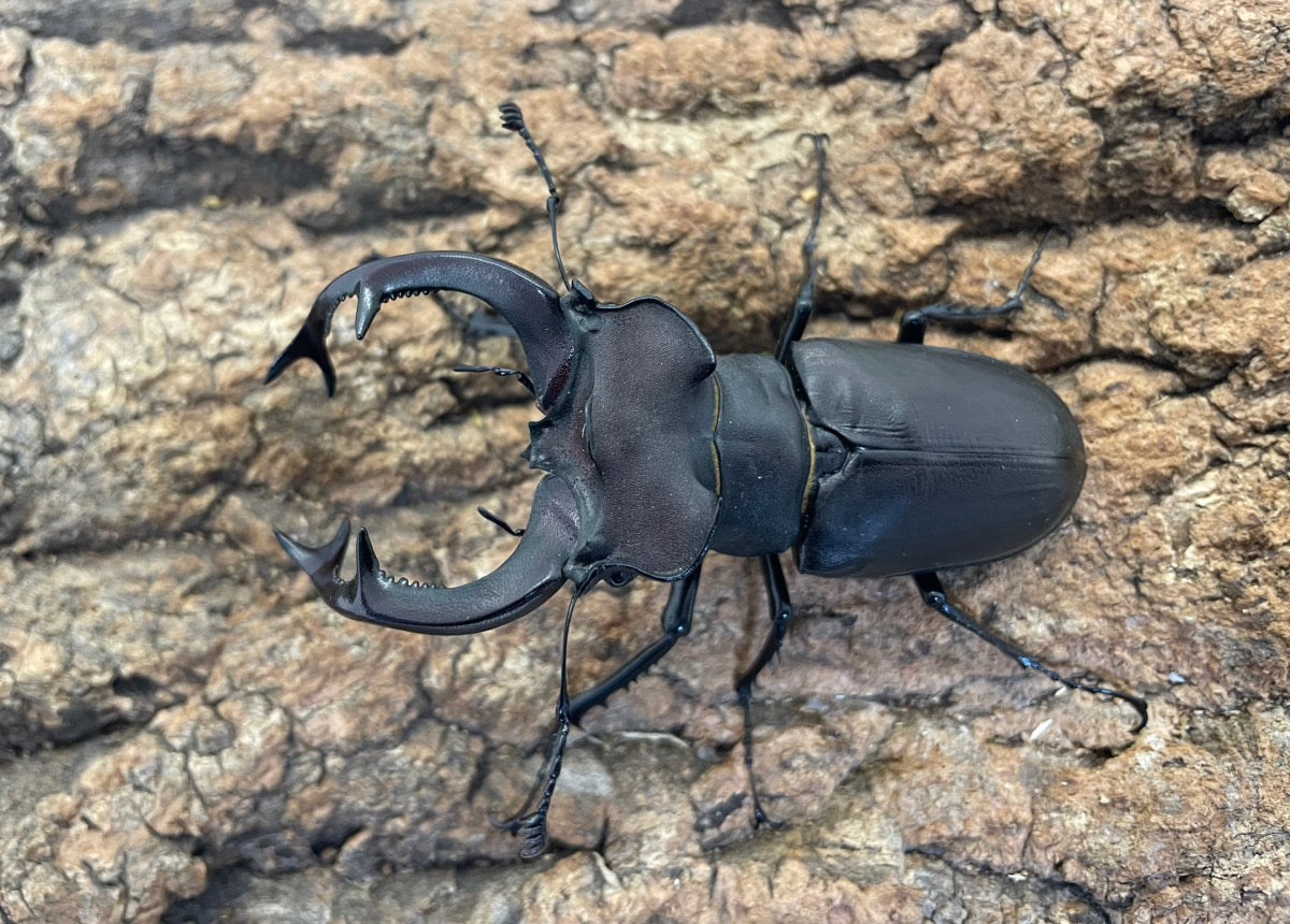 外国産ミヤマクワガタ – INSECT SHOP KMY