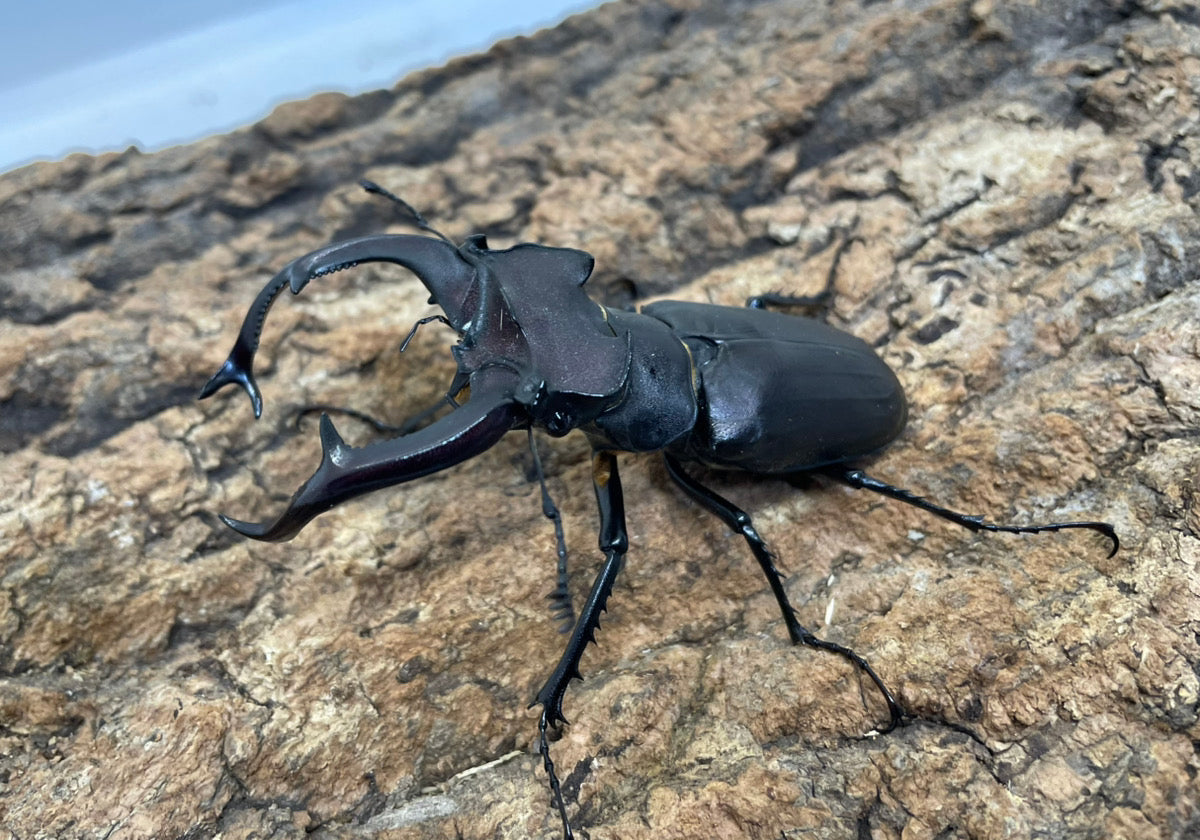 昆虫飼育、用品ならKMY｜カブトムシ、クワガタ買うならKMY」 – INSECT