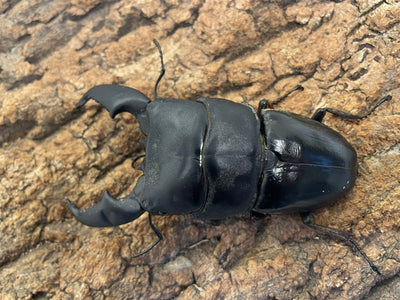 スマトラオオヒラタクワガタ