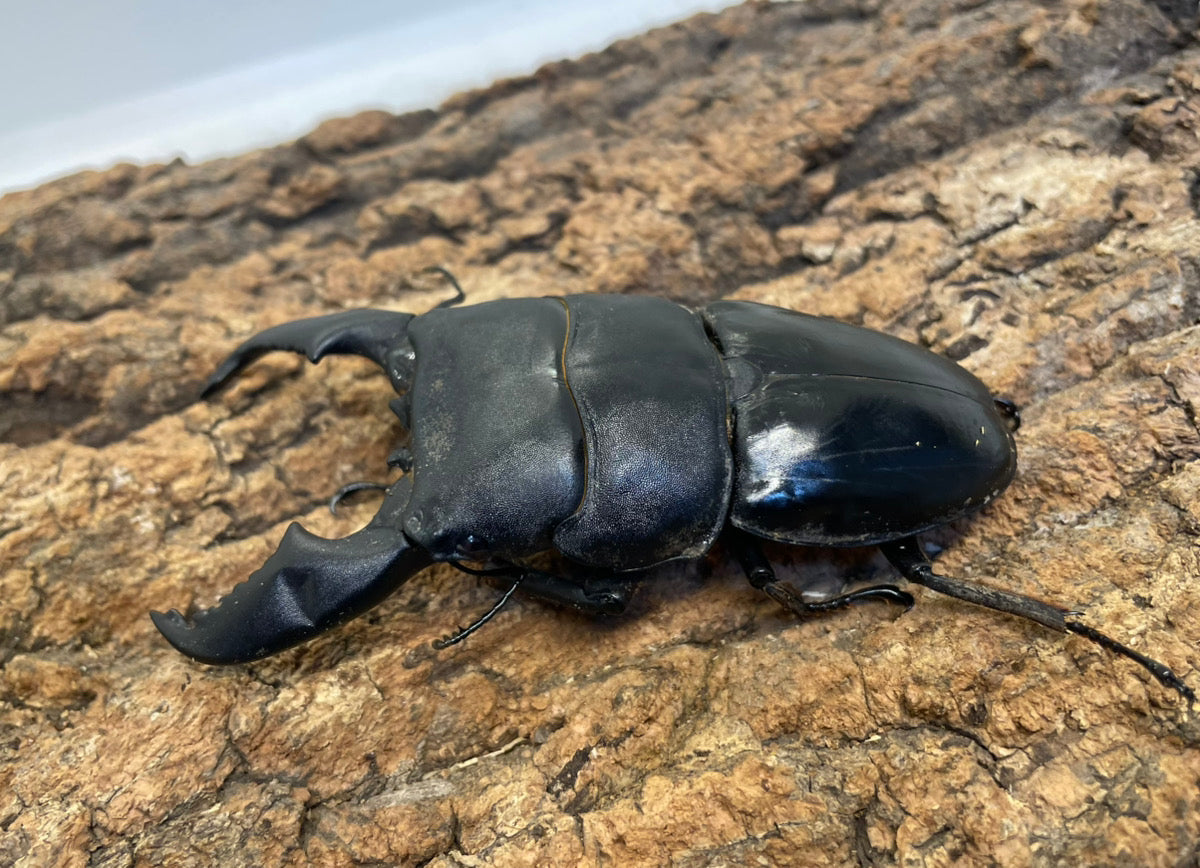 スマトラオオヒラタクワガタ