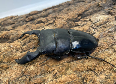 スマトラオオヒラタクワガタ