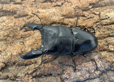 スマトラオオヒラタクワガタ