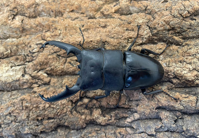 パラワンオオヒラタクワガタ