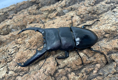 パラワンオオヒラタクワガタ