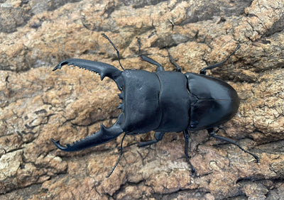 パラワンオオヒラタクワガタ