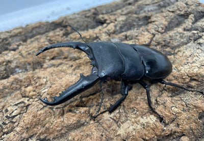 パラワンオオヒラタクワガタ