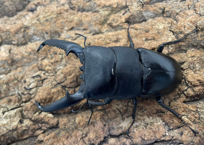 パラワンオオヒラタクワガタ