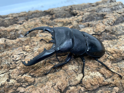 パラワンオオヒラタクワガタ