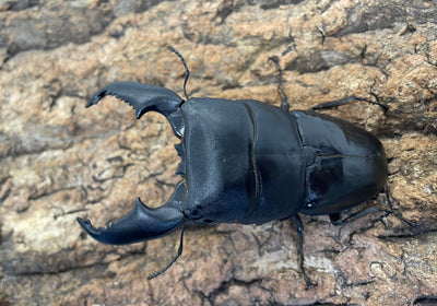 スマトラオオヒラタクワガタ