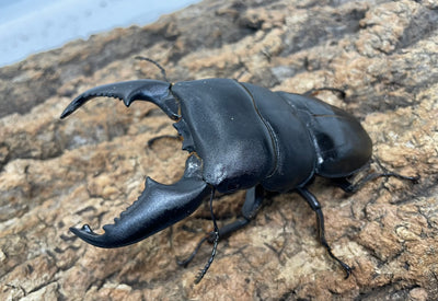 スマトラオオヒラタクワガタ