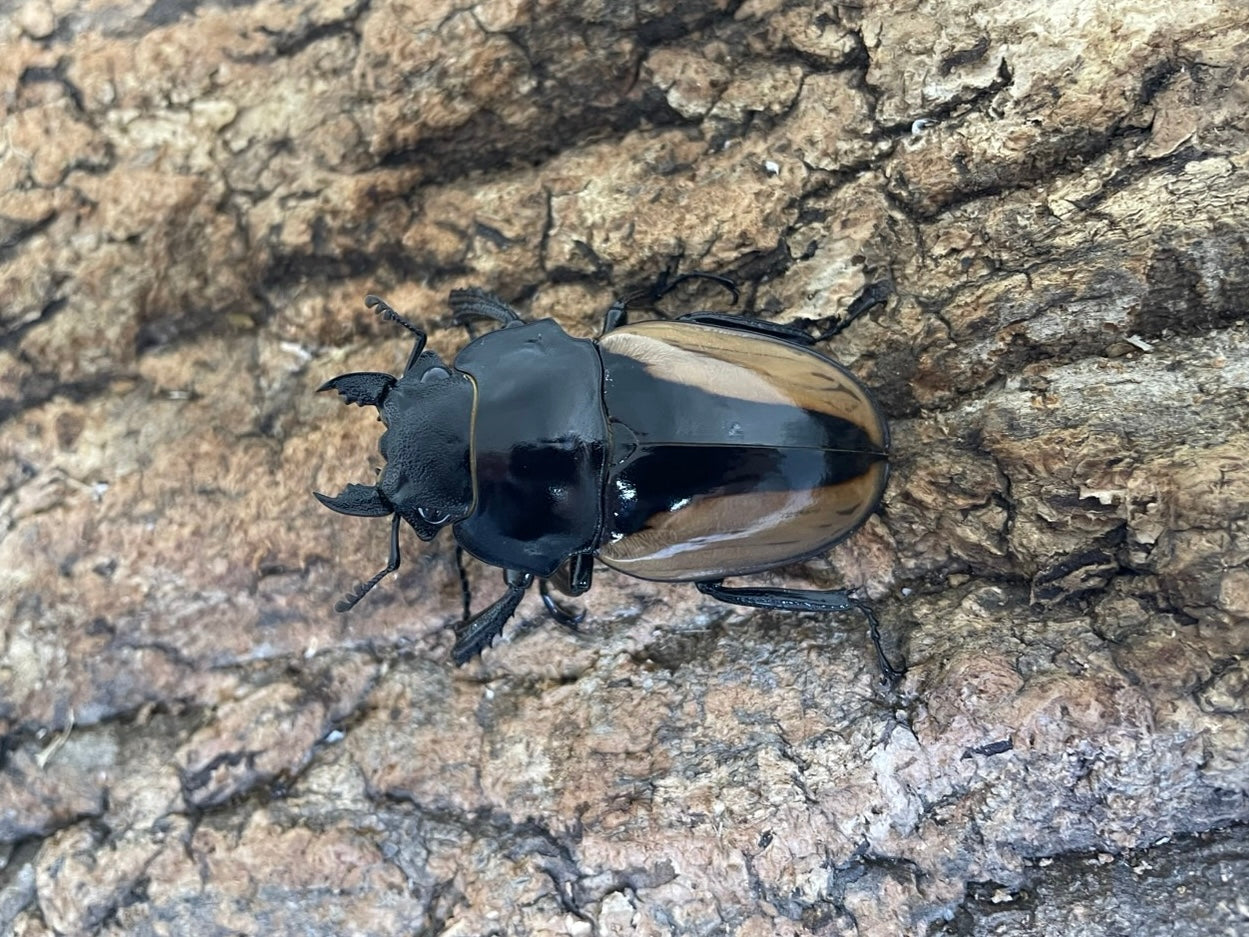 ブルマイスターツヤクワガタ