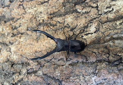 メタリフェルホソアカクワガタ