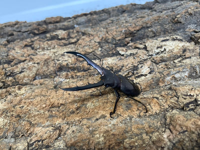 メタリフェルホソアカクワガタ
