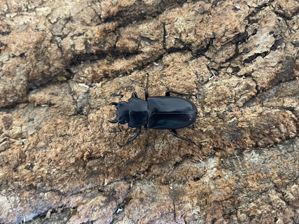 メタリフェルホソアカクワガタ