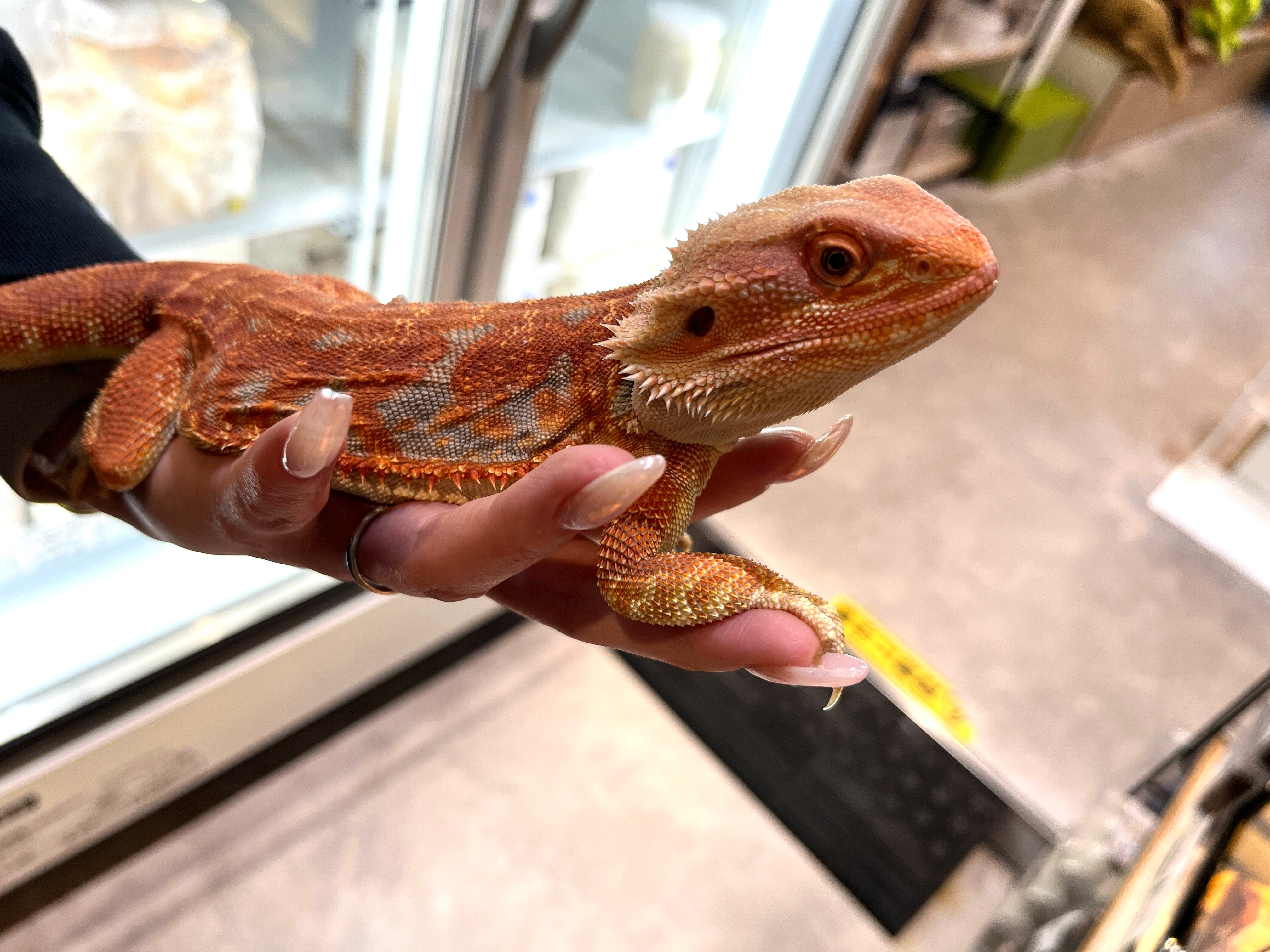 フトアゴヒゲトカゲ(スーパーレッド） – INSECT SHOP KMY