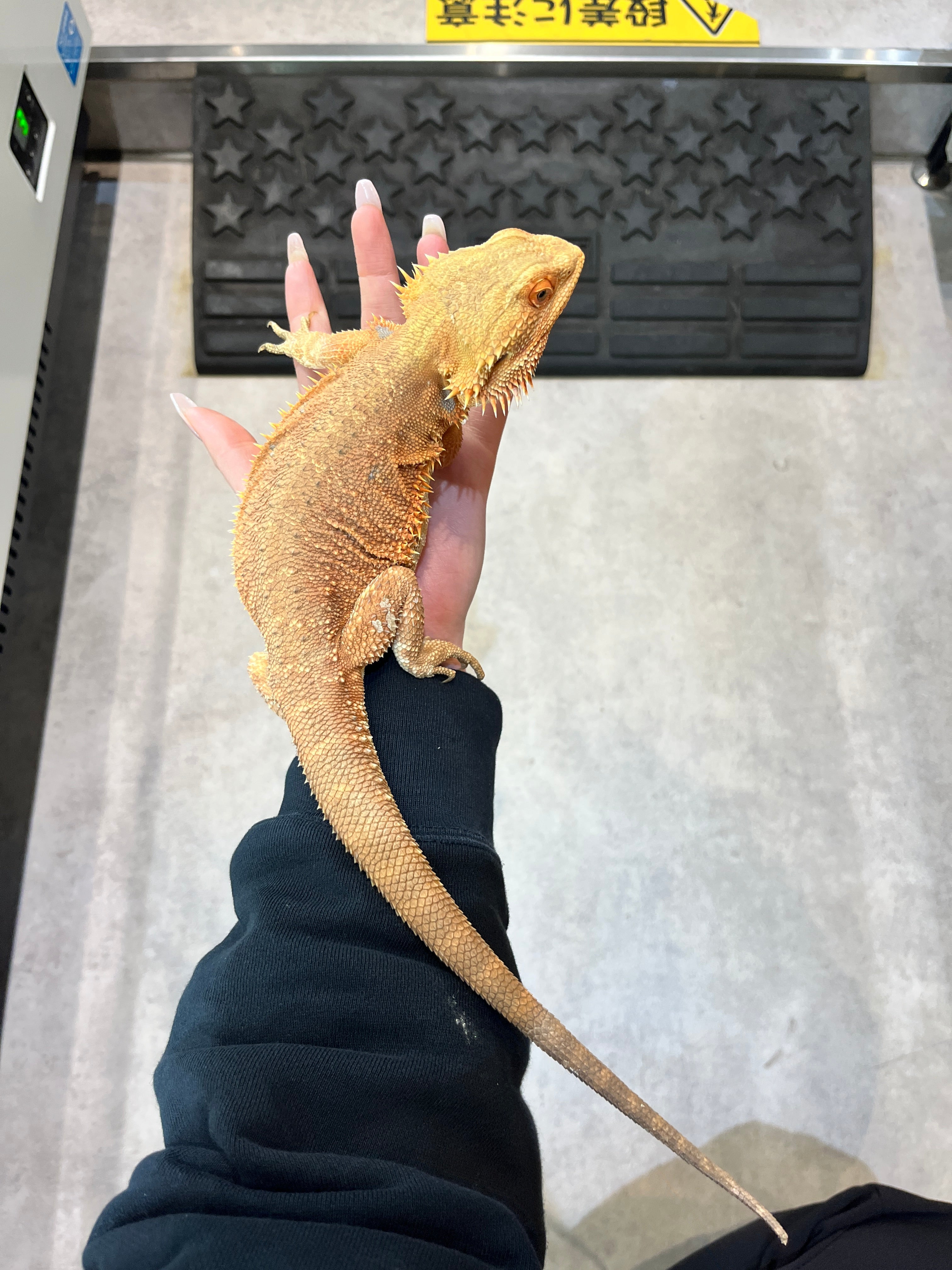 フトアゴヒゲトカゲ(レッド） – INSECT SHOP KMY