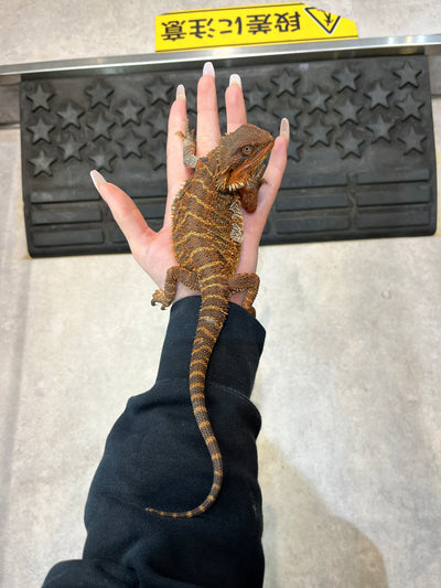 フトアゴヒゲトカゲ(ダークレッド）