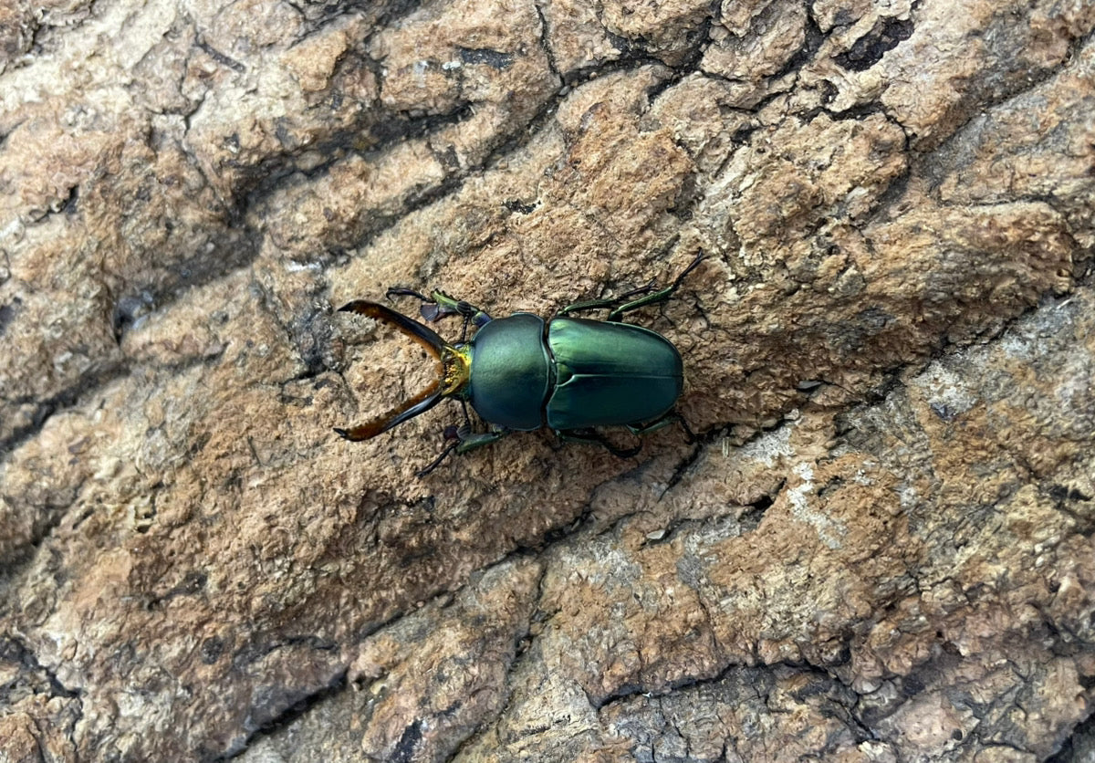 パプアキンイロクワガタ