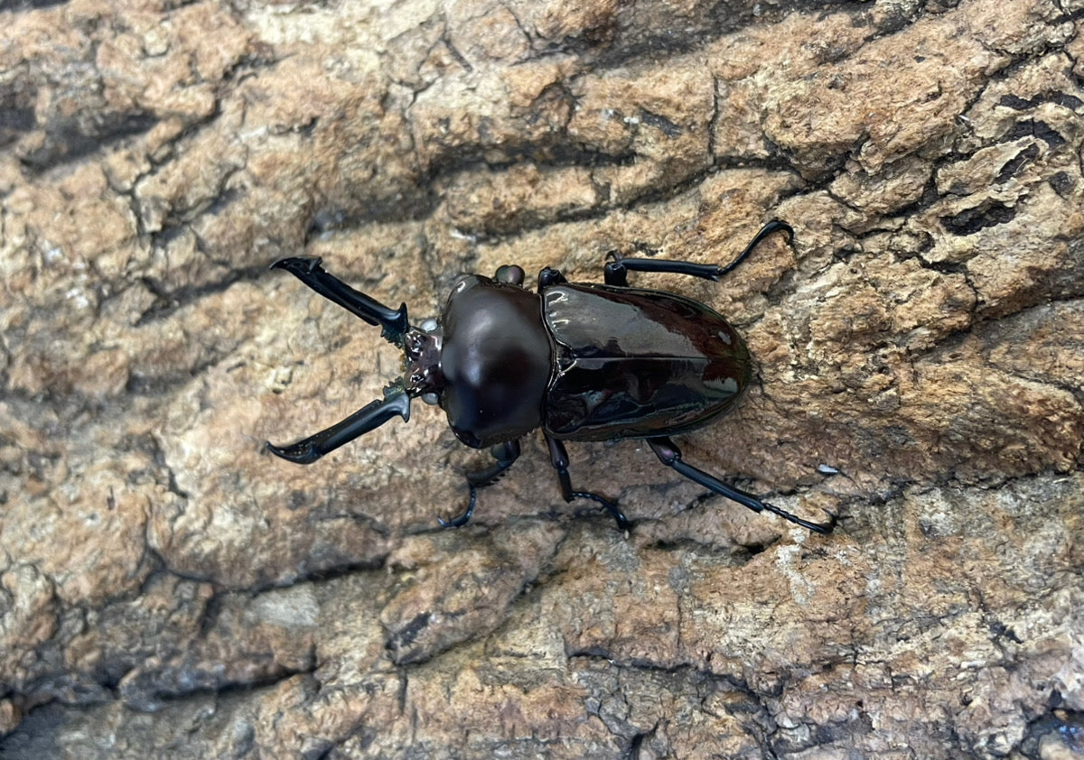 ニジイロクワガタ