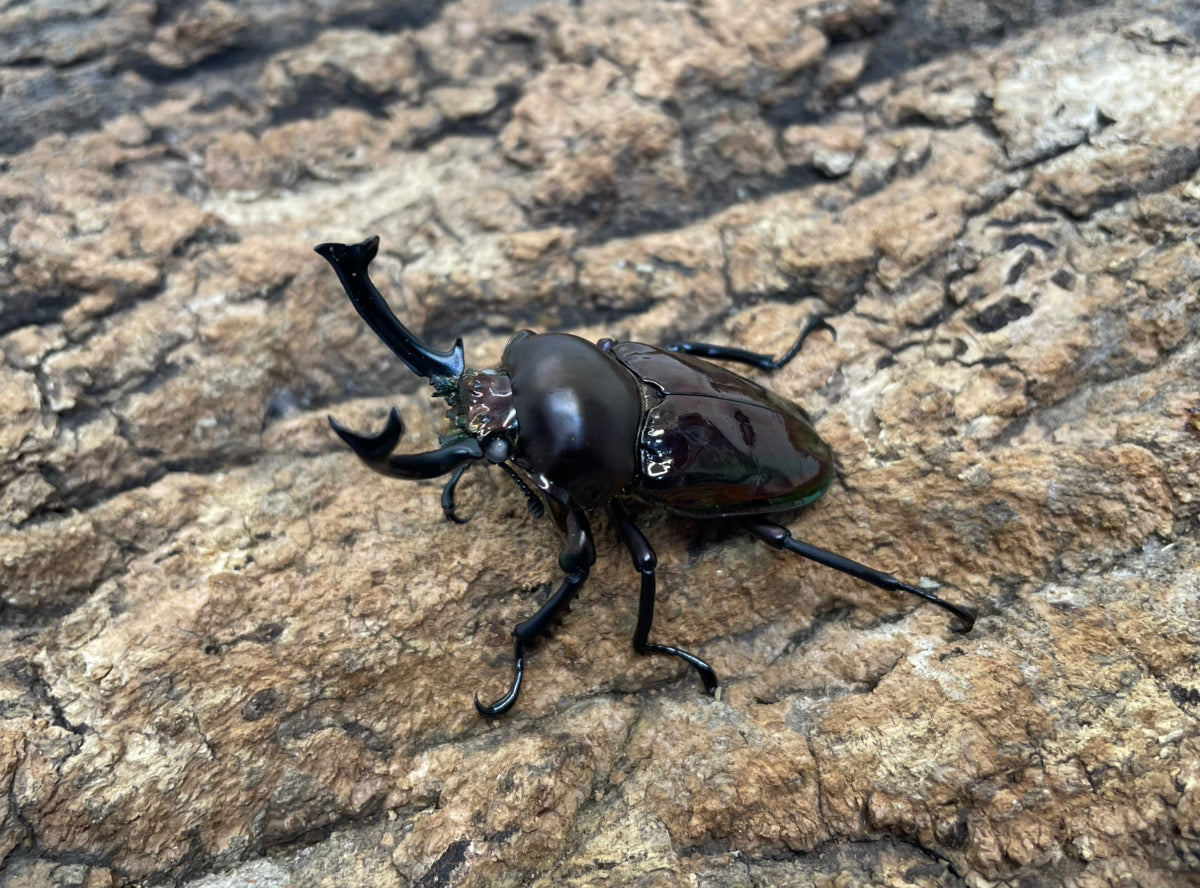 ニジイロクワガタ