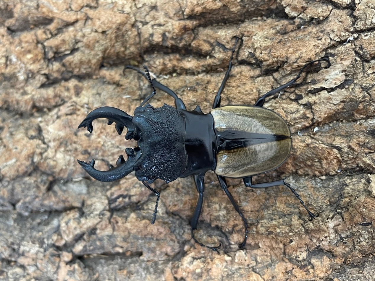 新着 – Page 3 – INSECT SHOP KMY