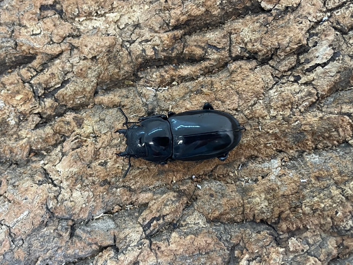 WD】マンディブラリスフタマタクワガタ – INSECT SHOP KMY
