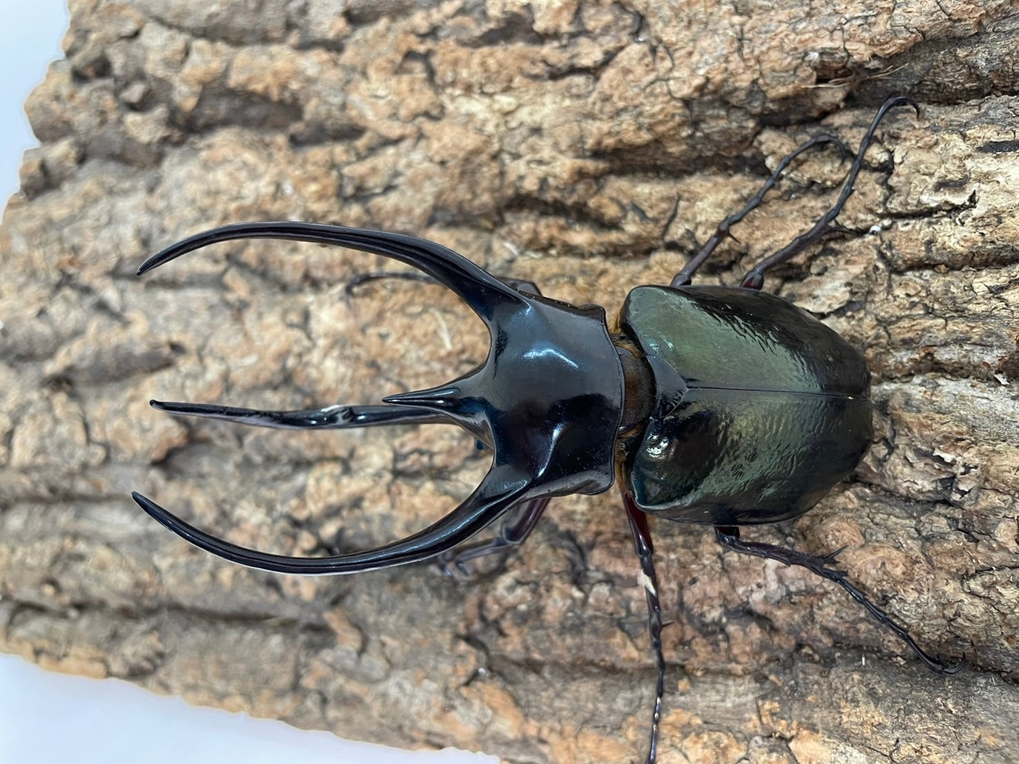 新着 – Page 3 – INSECT SHOP KMY