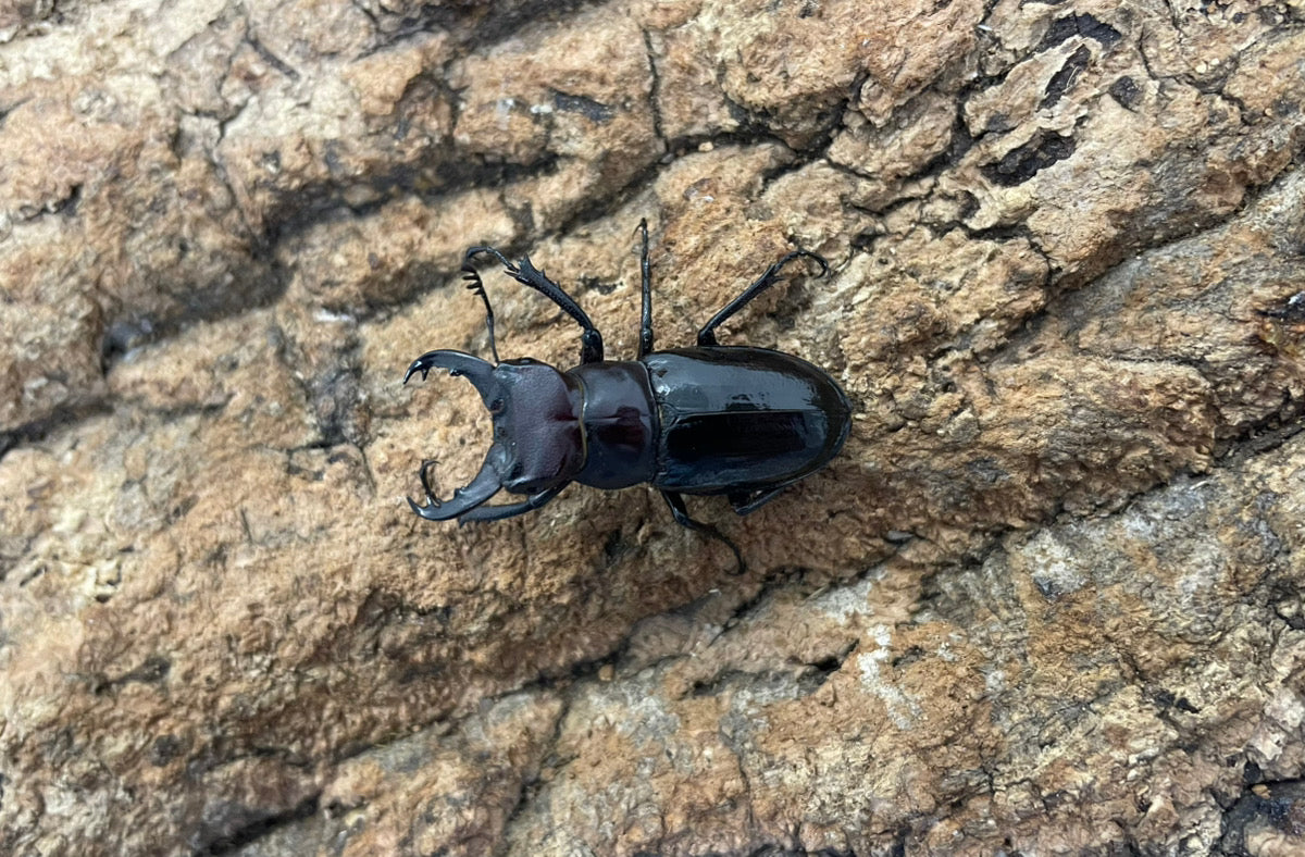 ミクラミヤマクワガタ