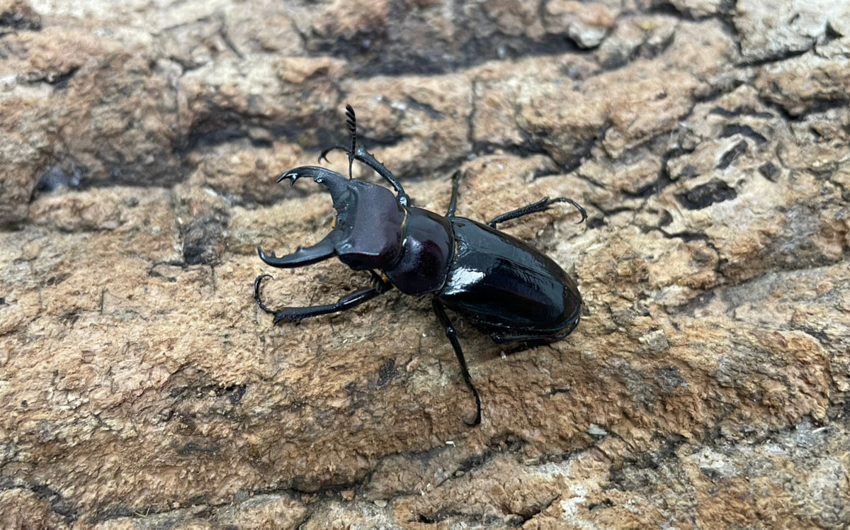 ミクラミヤマクワガタ