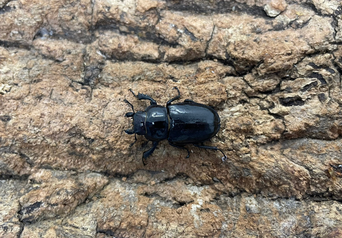 ミクラミヤマクワガタ