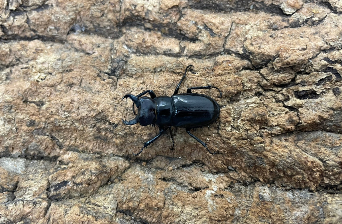 ミクラミヤマクワガタ