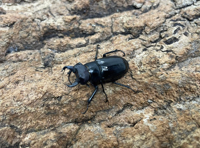 ミクラミヤマクワガタ