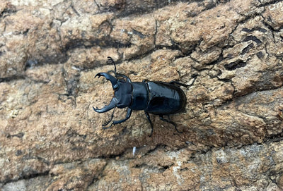 ミクラミヤマクワガタ