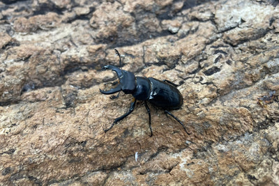 ミクラミヤマクワガタ