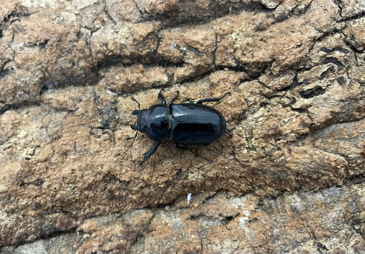 ミクラミヤマクワガタ