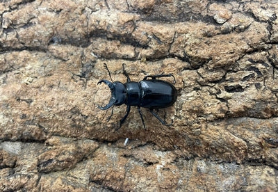 ミクラミヤマクワガタ