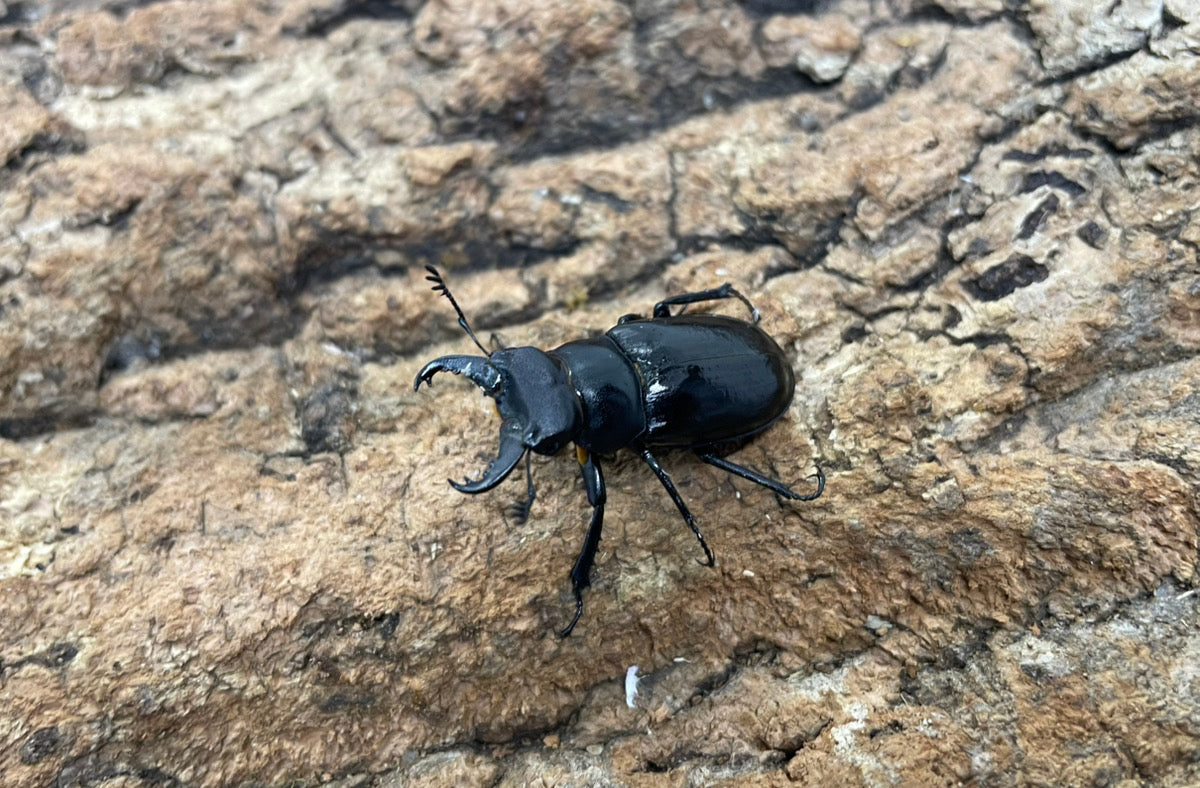 ミクラミヤマクワガタ