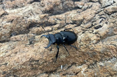 ミクラミヤマクワガタ