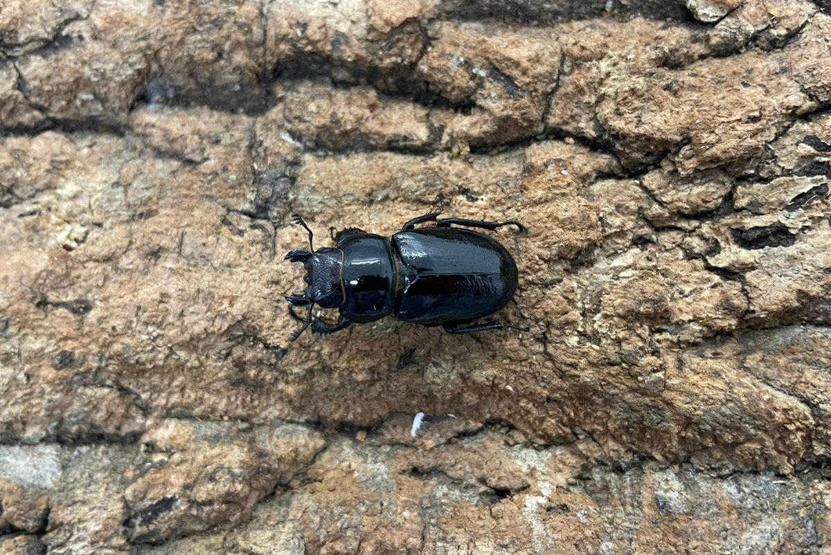 ミクラミヤマクワガタ