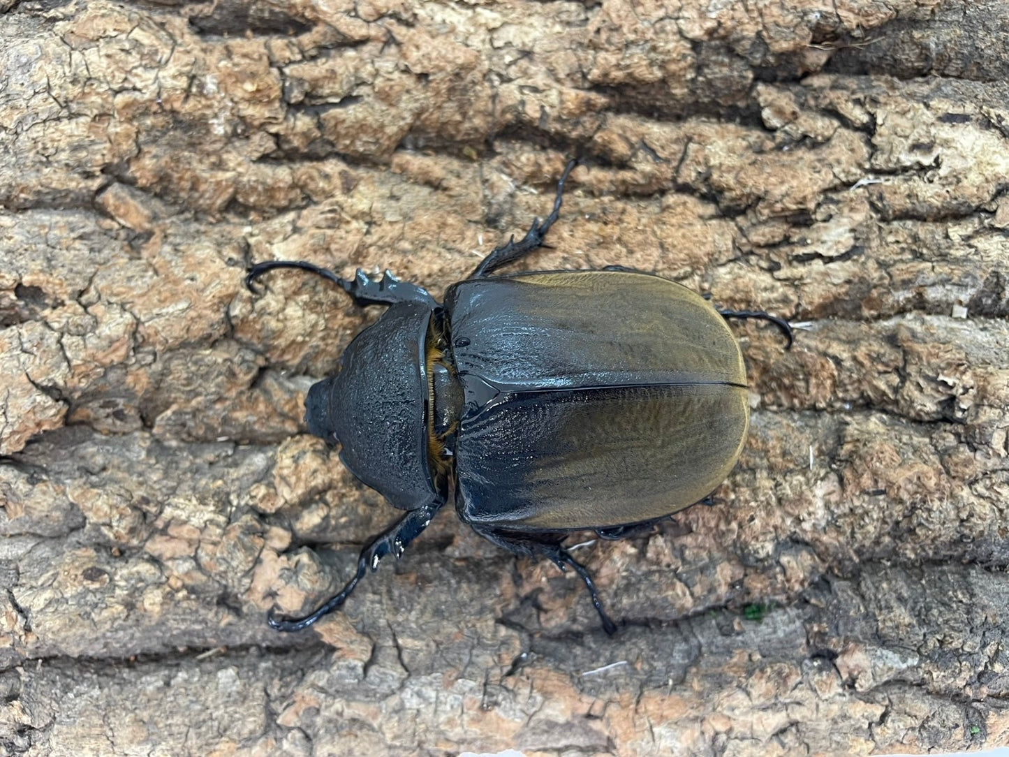 ギアスゾウカブト　亜種ポリオン