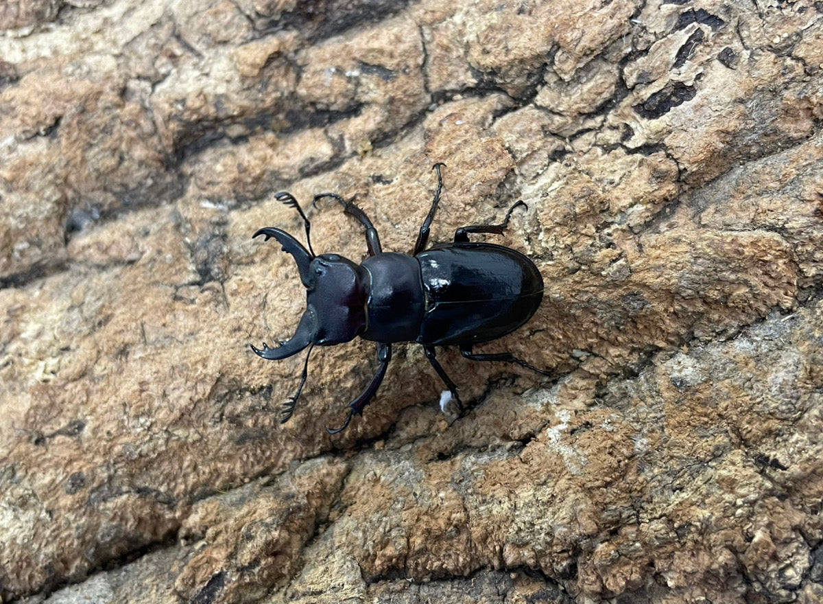 ミクラミヤマクワガタ