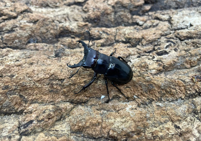 ミクラミヤマクワガタ